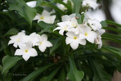 Plumeria pudica